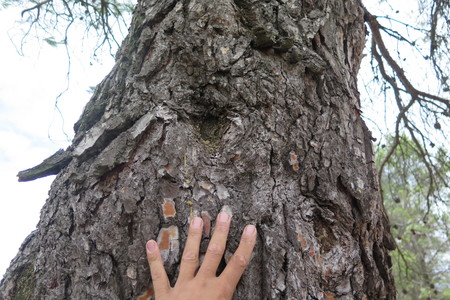  picture  Aleppoden |Pinus_halepensis