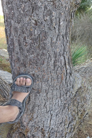  picture  Aleppoden |Pinus_halepensis