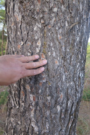  picture  Aleppoden |Pinus_halepensis