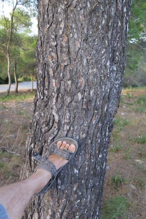  picture  Aleppoden |Pinus_halepensis