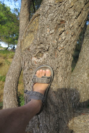  picture  Aleppoden |Pinus_halepensis