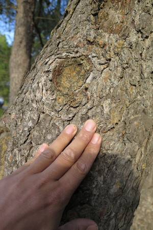  picture  Aleppoden |Pinus_halepensis