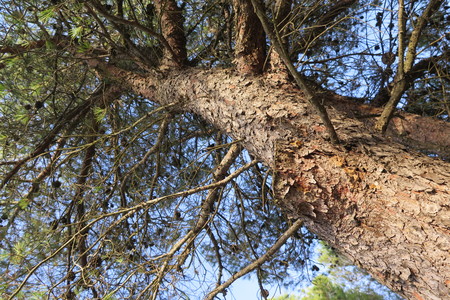  picture  Aleppoden |Pinus_halepensis