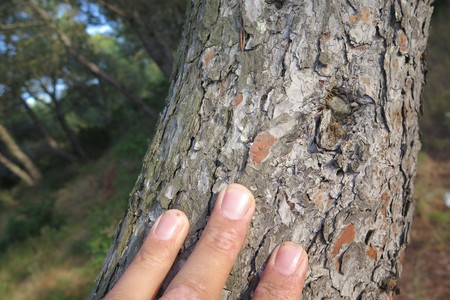  picture  Aleppoden |Pinus_halepensis