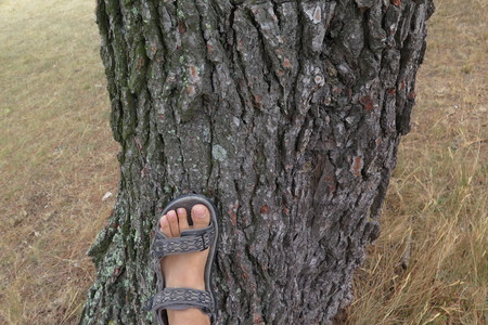  picture  Aleppoden |Pinus_halepensis