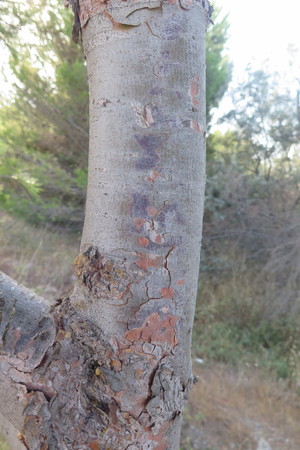  picture  Aleppoden |Pinus_halepensis