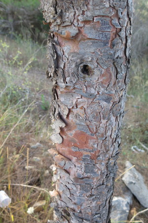  picture  Aleppoden |Pinus_halepensis