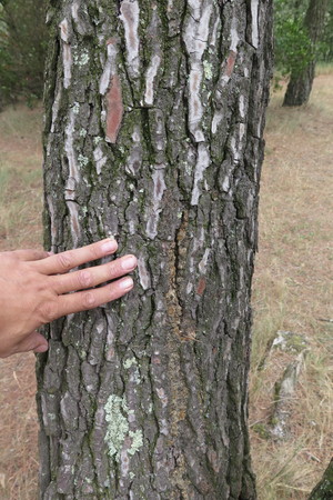  picture  Aleppoden |Pinus_halepensis