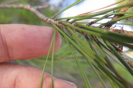  picture  Aleppoden |Pinus_halepensis