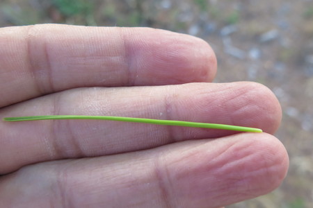  picture  Aleppoden |Pinus_halepensis