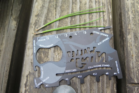  picture  Aleppoden |Pinus_halepensis