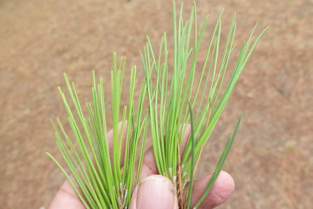  picture  Aleppoden |Pinus_halepensis