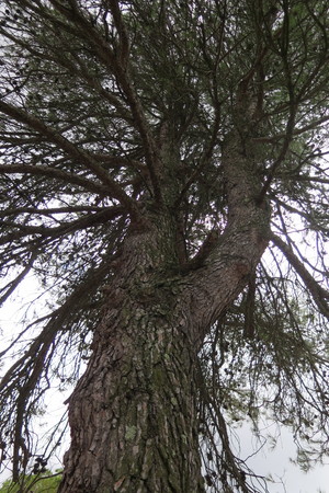  picture  Aleppoden |Pinus_halepensis