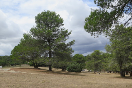  picture  Aleppoden |Pinus_halepensis