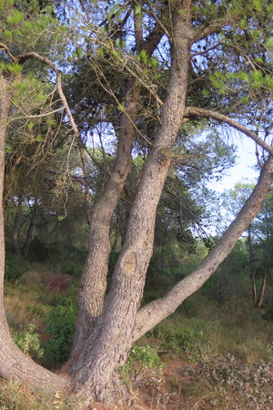  picture  Aleppoden |Pinus_halepensis