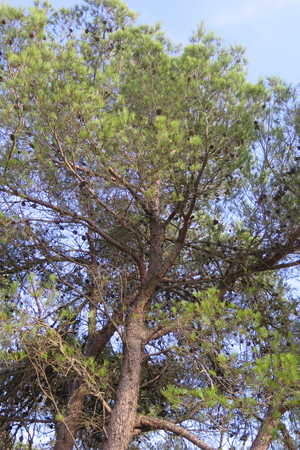  picture  Aleppoden |Pinus_halepensis