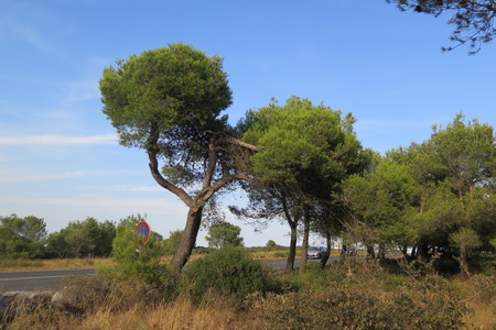  picture  Aleppoden |Pinus_halepensis
