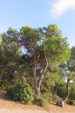  picture  Aleppoden |Pinus_halepensis