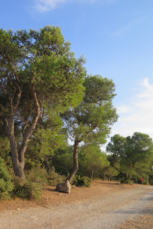  picture  Aleppoden |Pinus_halepensis