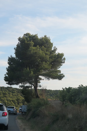  picture  Aleppoden |Pinus_halepensis