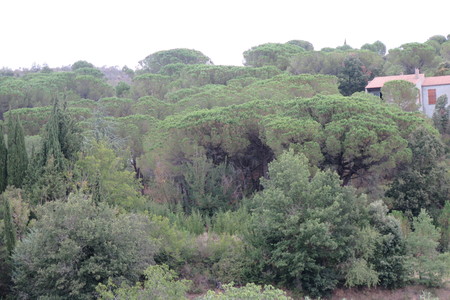  picture  Aleppoden |Pinus_halepensis