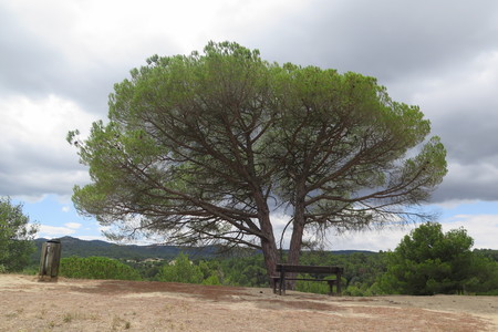  picture  Aleppoden |Pinus_halepensis