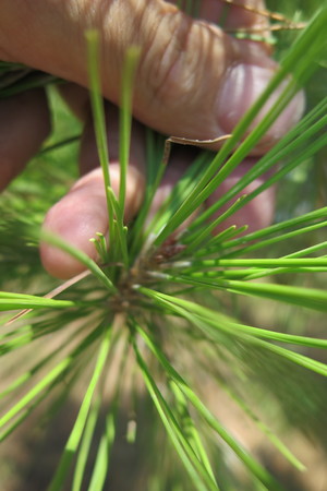  picture  Aleppoden |Pinus_halepensis