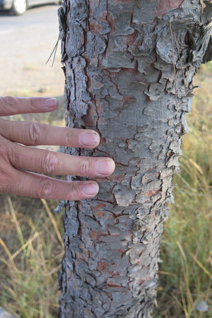  picture  Aleppoden |Pinus_halepensis
