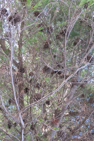  picture  Aleppoden |Pinus_halepensis