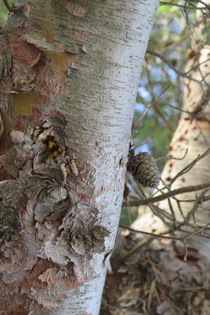  picture  Aleppoden |Pinus_halepensis