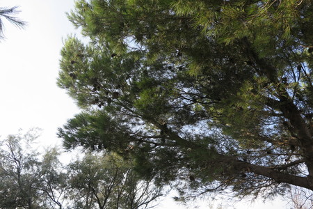  picture  Aleppoden |Pinus_halepensis