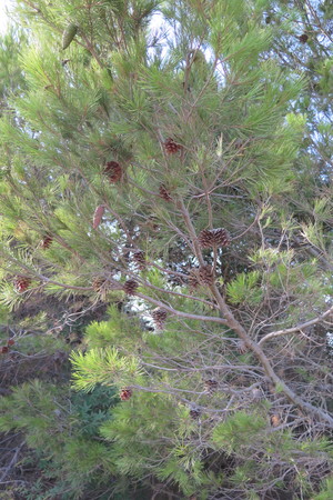  picture  Aleppoden |Pinus_halepensis