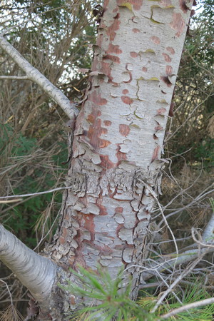  picture  Aleppoden |Pinus_halepensis