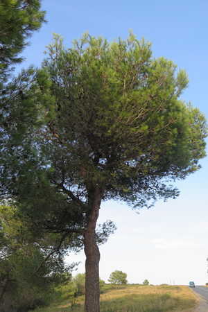  picture  Aleppoden |Pinus_halepensis