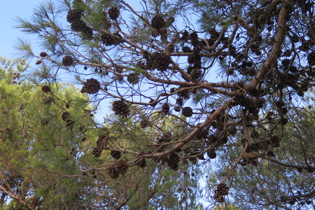  picture  Aleppoden |Pinus_halepensis