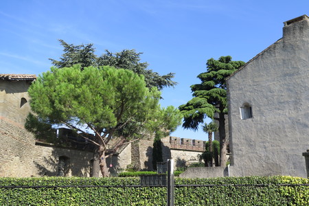  picture  Aleppoden |Pinus_halepensis