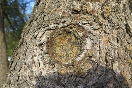  picture  Aleppoden |Pinus_halepensis