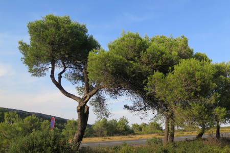  picture  Aleppoden |Pinus_halepensis