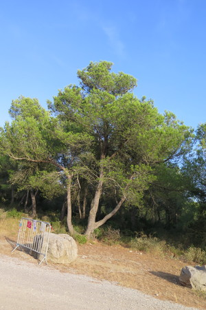  picture  Aleppoden |Pinus_halepensis