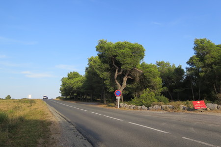  picture  Aleppoden |Pinus_halepensis