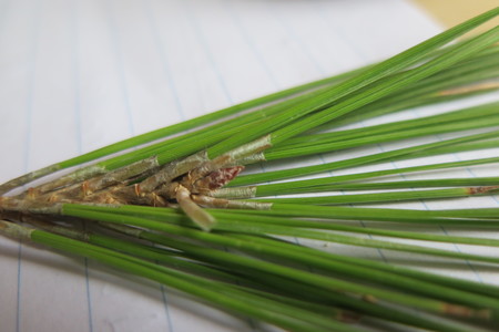  picture  Aleppoden |Pinus_halepensis