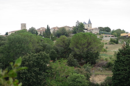  picture  Aleppoden |Pinus_halepensis