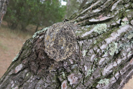  picture  Aleppoden |Pinus_halepensis