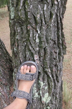  picture  Aleppoden |Pinus_halepensis