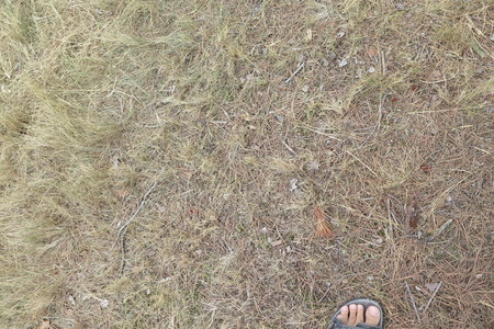  picture  Aleppoden |Pinus_halepensis