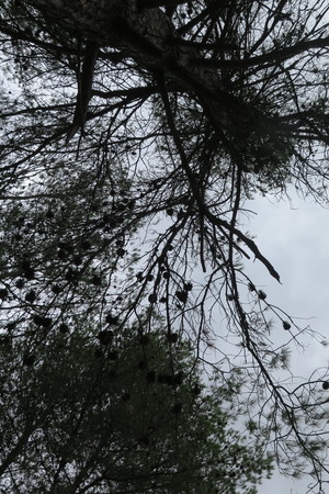  picture  Aleppoden |Pinus_halepensis