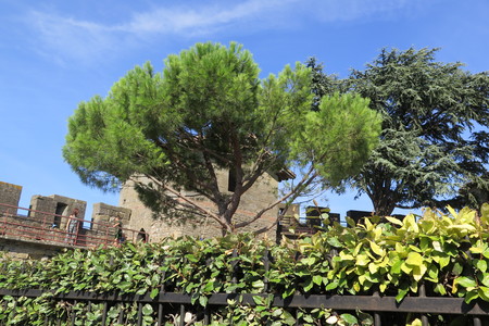  picture  Aleppoden |Pinus_halepensis