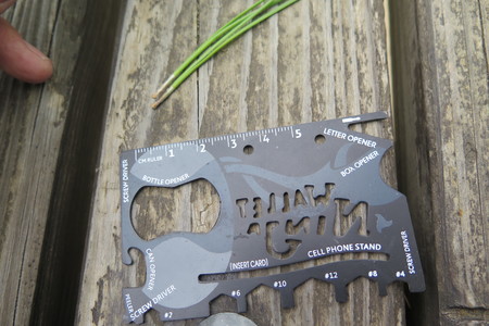  picture  Aleppoden |Pinus_halepensis