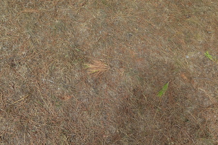  picture  Aleppoden |Pinus_halepensis