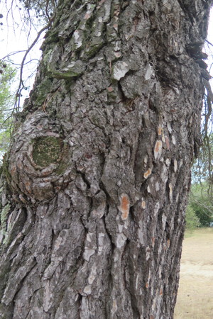  picture  Aleppoden |Pinus_halepensis